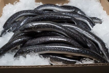 Trafic d’organes et contrebande : le RHAJAC interpelle la DCPJ sur des dérives dans le secteur anguille